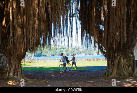 Un arbre banian frames exerciseurs près de la côte dans la région de Hilo, Hawaii Banque D'Images