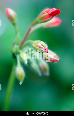 Géranium rouge (Perlargonium) Banque D'Images