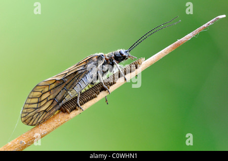 De l'Aulne macro-fly Sialis lutaria avec ses œufs sur la tige vu de profil Banque D'Images