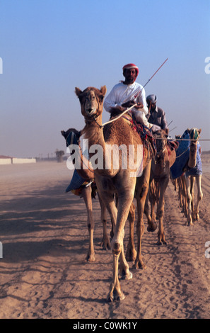 La formation de la race des chameaux, Dubai, Émirats Arabes Unis Banque D'Images