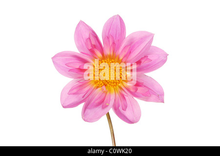 Dahlia Purple flower isolated on white Banque D'Images