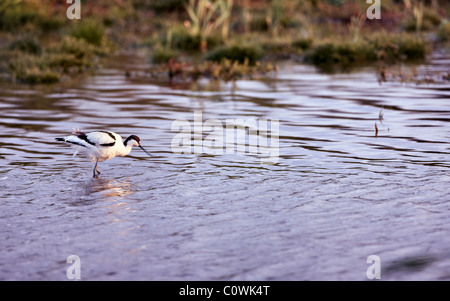 Avocette élégante Recurvirostra avosetta,, d'alimentation, de North Norfolk UK Banque D'Images