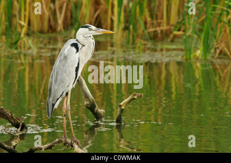 Un héron cendré, parc national de Yala au Sri Lanka Banque D'Images