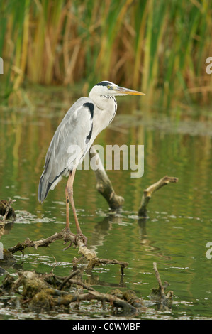 Un héron cendré, parc national de Yala au Sri Lanka Banque D'Images