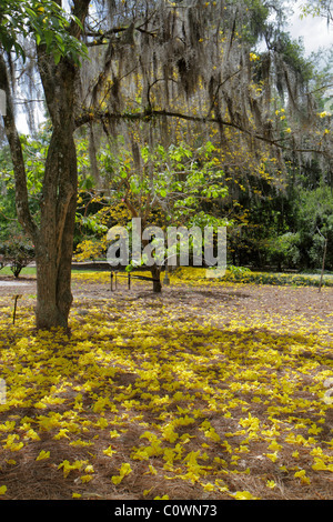 Orlando Floride, Harry P. Leu Gardens, mousse espagnole, botanique, fleurs tombées, arbres de trompette, les visiteurs voyage visite touristique la Banque D'Images