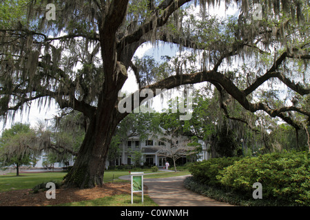 Orlando Floride, Harry P. Leu Gardens, arbres de chêne vivants, mousse espagnole, les visiteurs voyage voyage visite touristique site touristique sites touristiques culture cultur Banque D'Images