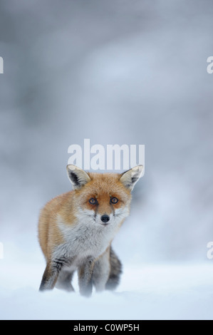 Le renard roux (Vulpes vulpes), adulte debout dans la neige. Banque D'Images