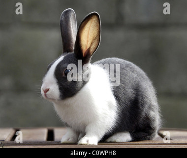 Lapin blanc et noir Banque D'Images