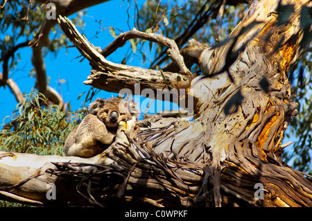 Koala Sleeping, Geelong, Victoria, Australie Banque D'Images