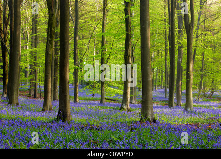 Vieux bois de hêtre au printemps. Jacinthes des bois tapis de chaussée. Banque D'Images