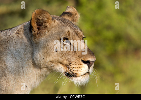 L'image de profil d'une femme lion Banque D'Images