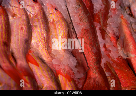 Les petits poissons à l'écran à côté de grand poisson rose Banque D'Images