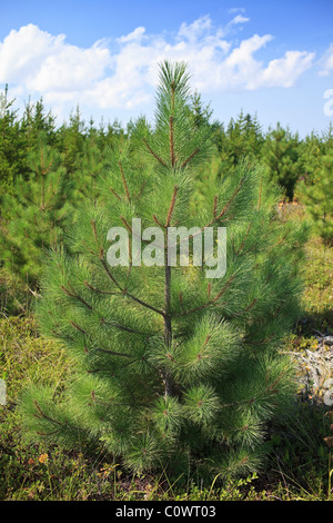 Les jeunes Sapins, le parc provincial de Grand Beach, au Manitoba, Canada. Banque D'Images