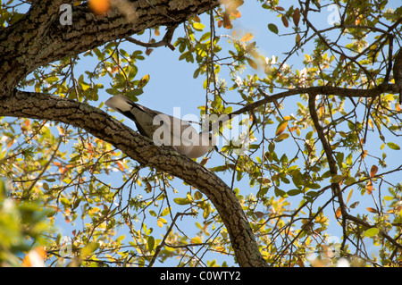 La Tourterelle triste de se percher dans l'arbre. Banque D'Images