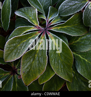 Gros plan de feuilles d'Hellebore givré (Helleborus orientalis) en hiver Banque D'Images