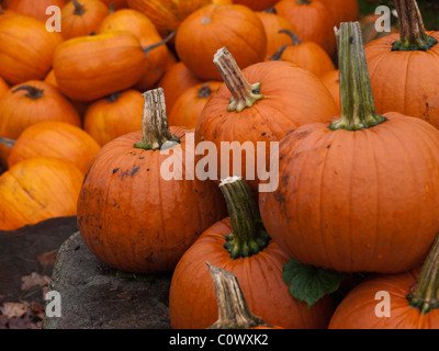 Citrouilles d'Halloween sur le sirop d'érable ferme près de Montepelier dans le Vermont. Banque D'Images