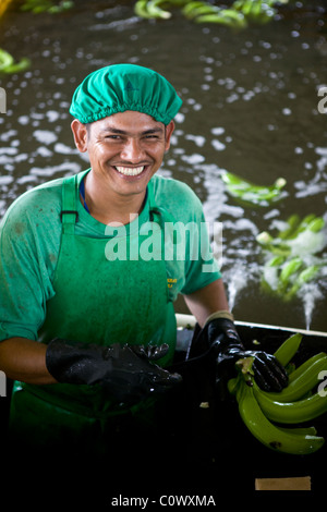 En Colombie, un travailleur sur une banane banane ferme qui vend des bananes du commerce équitable Banque D'Images