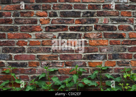 Un vieux mur de brique verte avec les mauvaises herbes qui poussent à la base Banque D'Images