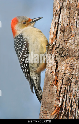 Pic à ventre roux Melanerpes carolinus, femme, l'Est de l'USA Banque D'Images