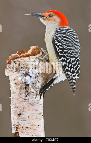 Pic à ventre roux Melanerpes carolinus mâles, l'Est de l'USA Banque D'Images