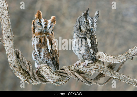 Les hiboux de la Table commune (Megascops asio), les phases rufous et Grey est de l'Amérique du Nord, par Skip Moody/Dembinsky photo Assoc Banque D'Images