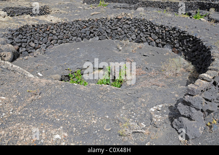 Vine, semi-circulaire de plus en plus derrière la protection de mur, sur le sol de cendres volcaniques. Lanzarote, îles Canaries, Espagne Banque D'Images