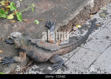 Iguana marine dans la rue, Puerto Ayora , île de Santa Cruz, Galapagos, Equateur Banque D'Images