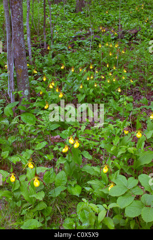 Le grand (Cypripedium calceoulus v. pubescens), au Minnesota Banque D'Images