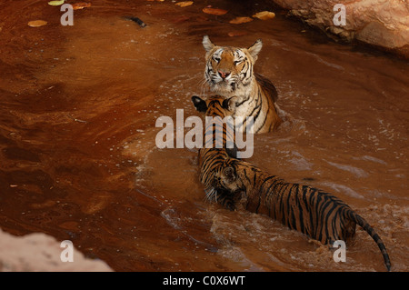 Tigresse et Oursons jouant dans l'eau Banque D'Images