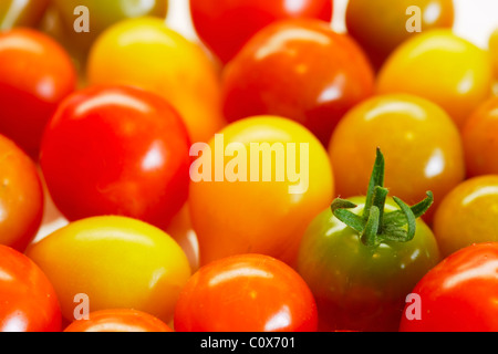 Bijoux colorés : tomates cerises cueillies fraîches de l'arrière jardin organique Banque D'Images