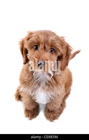 Photo d'un homme âgé de 11 semaines cockapoo chiot rouge et blanc Banque D'Images