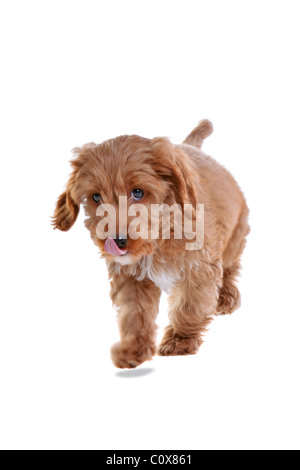 Photo d'un homme âgé de 11 semaines cockapoo chiot rouge et blanc Banque D'Images