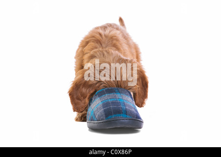 Photo d'un homme âgé de 11 semaines cockapoo chiot rouge et blanc Banque D'Images