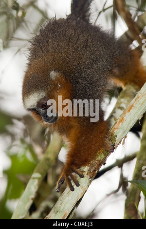 Singe Titi sombre - La Selva Jungle Lodge, Amazonie, Equateur Banque D'Images