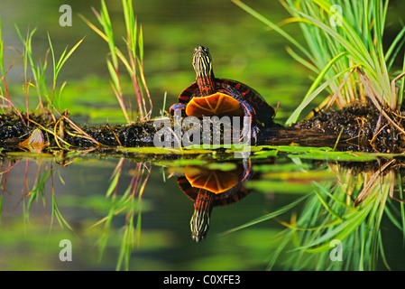 Colorful Tortue peinte de l'est reflétée dans le New Hampshire Étang Banque D'Images