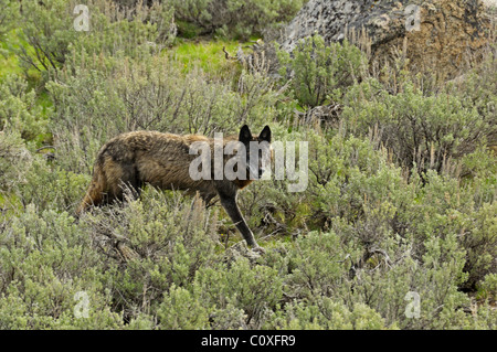 Loup noir en mouvement Banque D'Images