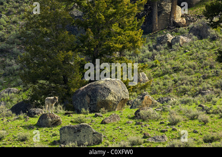 Loup dans le paysage Banque D'Images