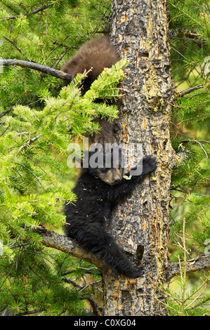 Cinnamon Bear Claw sur la tête Banque D'Images