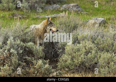 Portrait de Loup gris Banque D'Images