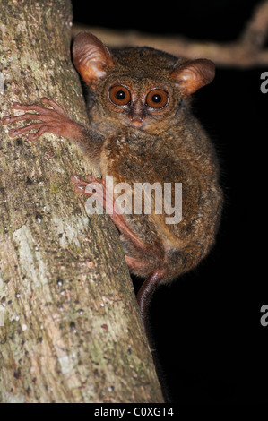 Tarsier, prise dans le Parc National de Tangkoko, Sulawesi, Indonésie Banque D'Images