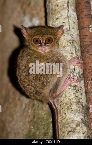 Tarsier, prise dans le Parc National de Tangkoko, Sulawesi, Indonésie Banque D'Images