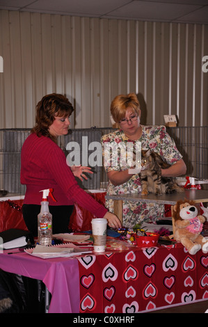 Le processus d'évaluation à l'exposition féline, Waco, Texas, États-Unis Banque D'Images