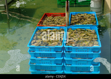 Baskets d'huîtres dans l'eau douce dans une ferme dans le Village de l'Herbe, Cap Ferret, département de la Gironde, France Banque D'Images