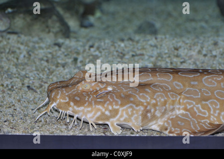 - Hemiscyllium ocellatum requin épaulette Banque D'Images