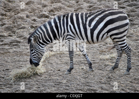 Zebra captif du foin à manger le zoo de Dublin Irlande Banque D'Images