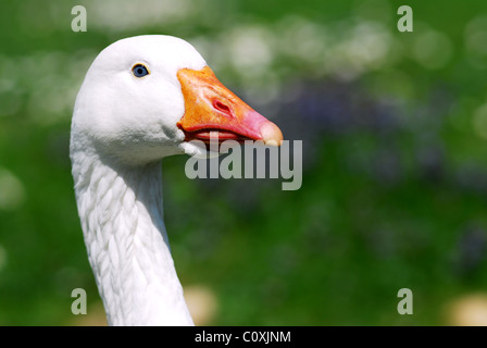 Portrait d'intérieur blanc (Anser anser domesticus) Banque D'Images