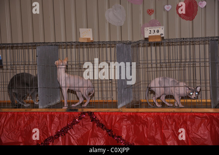 Exposition féline, Waco, Texas, USA - Sphinx chats en cage en attente de processus de jugement Banque D'Images