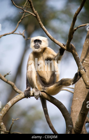 Gray Langur Hanuman ou commun Semnopitheaus animaux Singe assis, Inde Banque D'Images