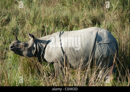 Rhinocéros indien Rhinoceros unicornis dans la longue herbe Inde Kaziranga Banque D'Images