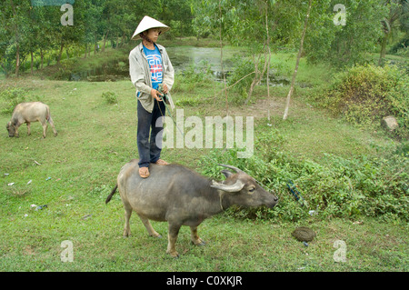 L'Asie, Vietnam, Da Nang. Vue de la route de Da Nang, jeune garçon debout sur le buffle d'eau. Banque D'Images